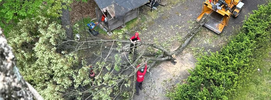 qualified-tree-care-company-september2026